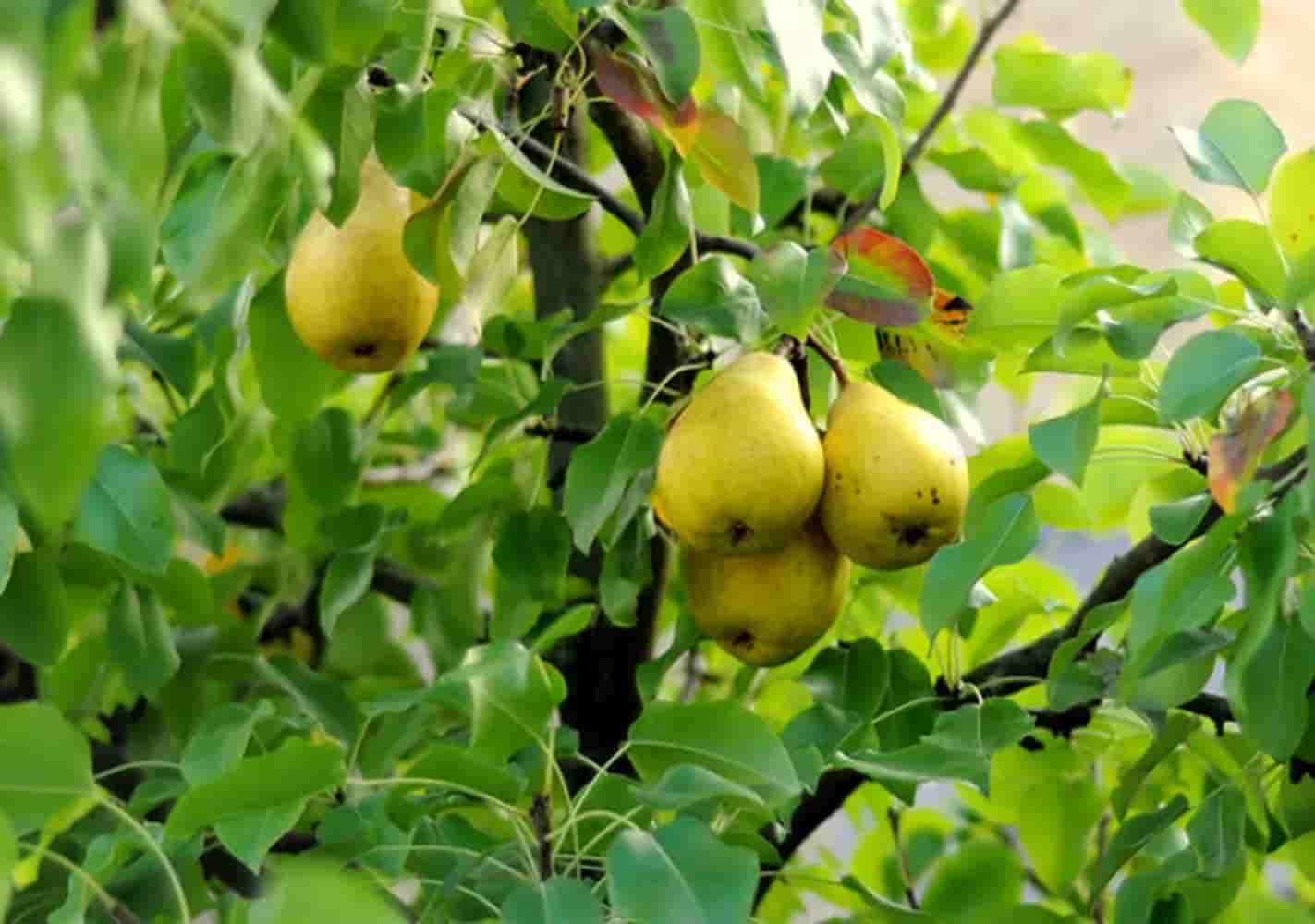 تصویر 3 از کود مرغی برای گلابی موثر در رشد بوته های سالم